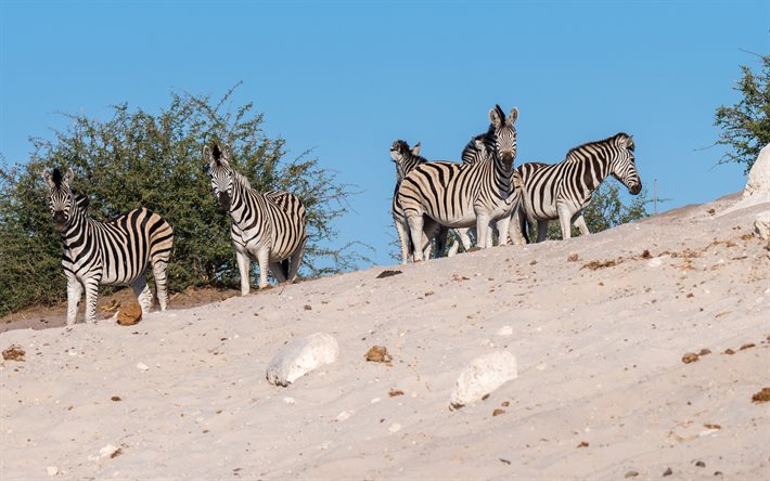 zebror, flock, vilda djur, zebraflock, Afrika, sand, &#246;ken