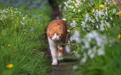 ginger cat, green grass, footpath, cat