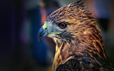 Falcon, depredadores de aves, hermosas aves