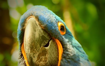 macaw, 4k, exotic birds, parrots