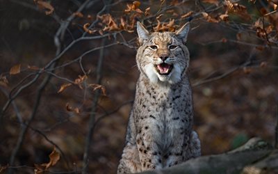 lynx, wild cat, wildlife, wood