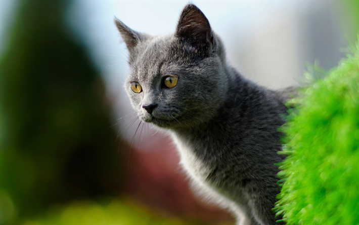 British Shorthair, il gatto domestico, gatto grigio, simpatici animali, gatti