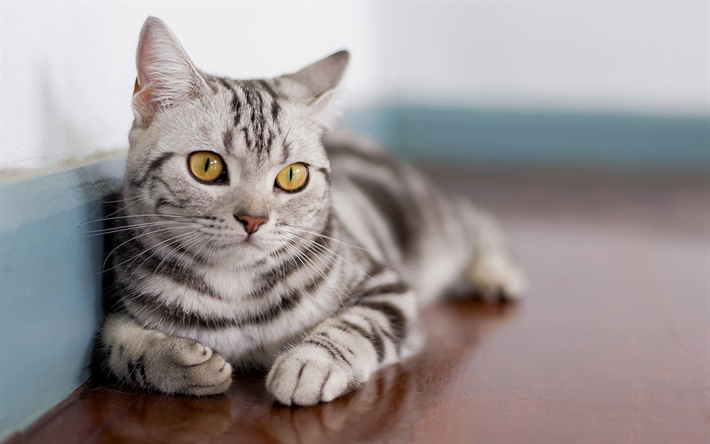 American Shorthair Gato, 4k, animais de estima&#231;&#227;o, gato cinzento, gatos, American Shorthair