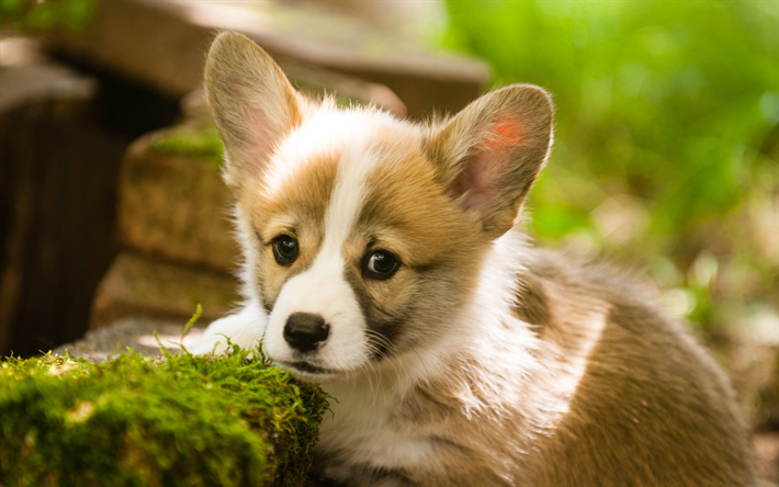 الويلزية فصيل كورجي, جرو, كلب صغير, العشب الأخضر, الحيوانات الأليفة