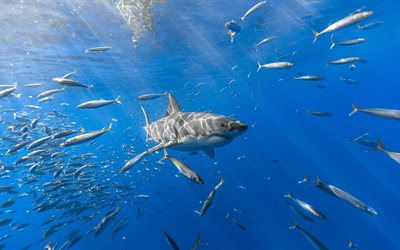 shark, underwater, sea, fish, wildlife, predators