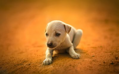 golden retriever, cute labrador, puppy, blur, pets, cute animals, dogs, labrador