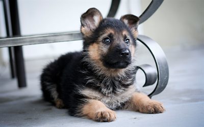 German Shepherd, small puppy, cute dog, pets, dogs, Puppies
