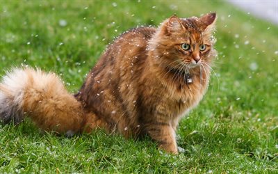 brown fluffy cat, green grass, snow, pets, cats