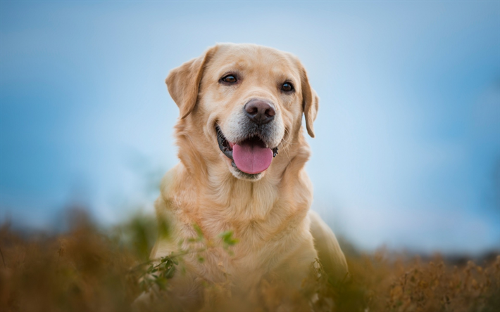 Golden retriever, pet dog, labrador, brown dog