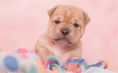 small brown puppy, shar pei, domestic dog, cute animals