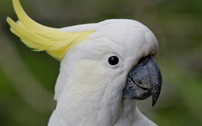 white parrot, Blanco cacat&#250;a blanca de aves tropicales, aves, loros