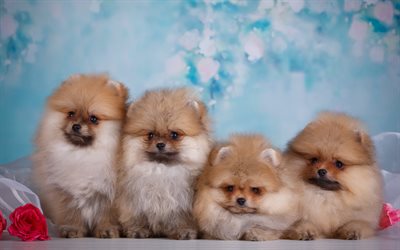 spitz, puppies, flowers, family, pomeranian, pets, cute animals, dogs