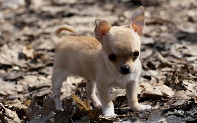 chihuahua, small beige puppy, small dogs, pets, dogs