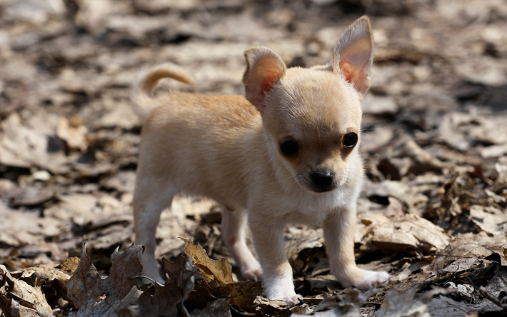 chihuahua, piccola beige cucciolo, cani di piccola taglia, animali domestici, cani