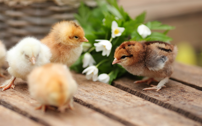 Pollos, aves peque&#241;as, primavera, animales lindos, chick