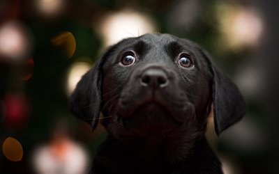 black labrador, dogs, retriever, puppy, cute animals, pets, labrador