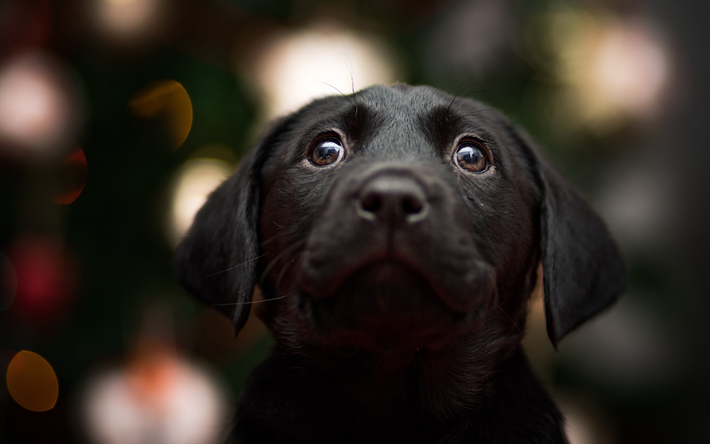 ダウンロード画像 黒ラブラドール 犬 リー 子犬 かわいい動物たち ペット ラブラドール フリー のピクチャを無料デスクトップの壁紙