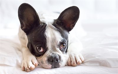 French bulldog, big ears, little puppy, cute dogs, pets, cute animals, 4k