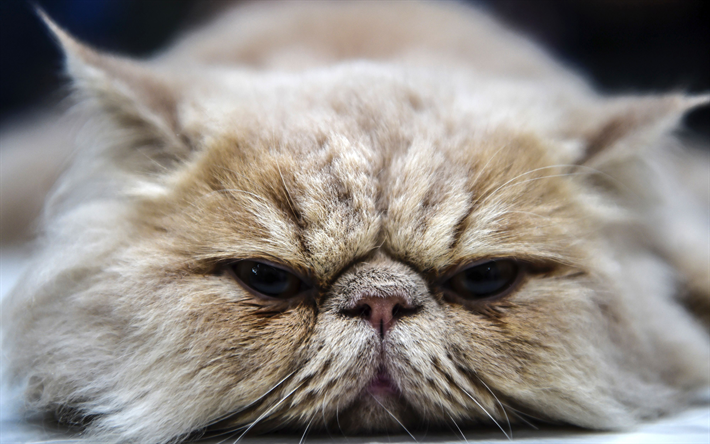 persian cat, muzzle, 4k, cute animals, fluffy cat, pets, cats