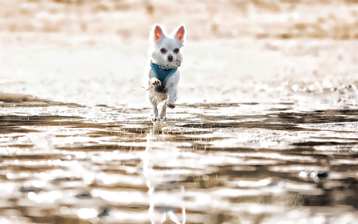branco chihuahua, lago, cachorros, c&#227;o de corrida, ver&#227;o, animais fofos, animais de estima&#231;&#227;o, Cachorro Chihuahua