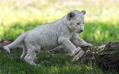 White Lion, poco blanco cachorro de le&#243;n, animales lindos, los depredadores, la south african lion
