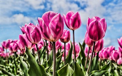 tulipas cor-de-rosa, close-up, bokeh, HDR, ver&#227;o, campo de flores, tulipas, flores cor de rosa