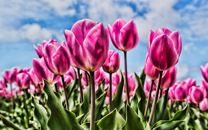 tulipes roses, close-up, bokeh, HDR, &#224; l&#39;&#233;t&#233;, champ de fleurs, tulipes, fleurs roses
