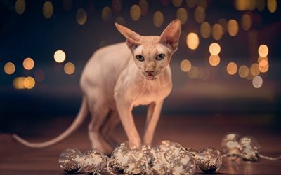 Sphynx猫, 新年, 美しい猫, hairless猫