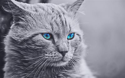 Maine Coon, 4k, monochrome, cat with blue eyes, cute animals, gray Maine Coon, pets, cats, domestic cats, fluffy cat, Maine Coon Cat