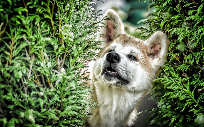 Shiba Inu, close-up, bokeh, floresta, c&#227;o bonito, animais de estima&#231;&#227;o, cachorros, Shiba Inu Dog