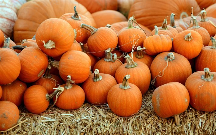 mountain of pumpkins, harvest, pumpkins, autumn, orange pumpkins, background with pumpkins