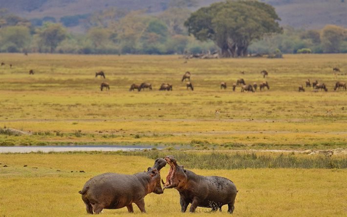 hippopotames, faune, animaux sauvages, animaux africains, Afrique, bataille d&#39;hippopotames