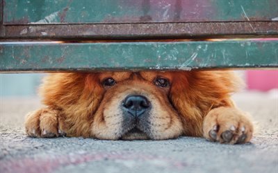 Chow Chow, 4k, chien &#224; fourrure, cl&#244;ture, chien triste, Chow-Chow, bokeh, animaux de compagnie, herbe verte, Songshi Quan, chiens, Chow Chow Dog