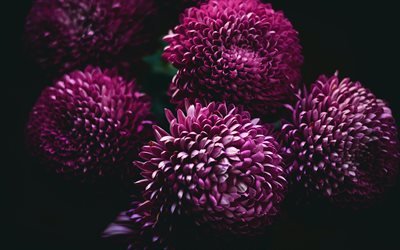 Dahlias, background with Dahlias, purple Dahlias, beautiful purple flowers, flower balls