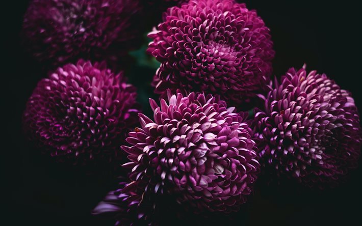 ダリア, ダリアの背景, 紫のダリア, 美しい紫色の花, フラワーボール