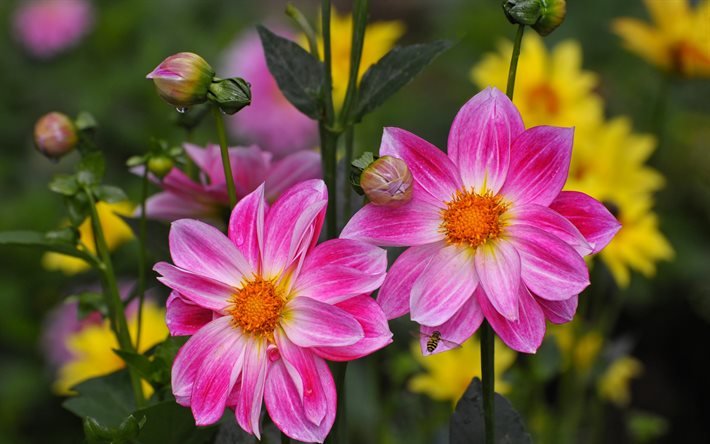 دالياس الأرجواني, 4 ك, بهتان الالوان, الزهور الإرجوانية, Asteraceae دالياس, &quot;الأزهار الجميلة&quot;