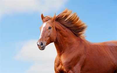 cheval, cheval brun, bleu ciel, chevaux