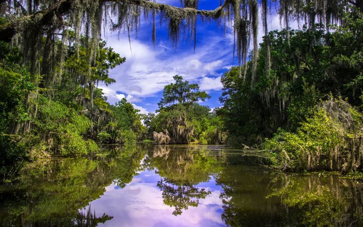 lago, selva, floresta, ver&#227;o, Louisiana, Barataria