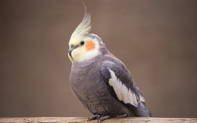 Corella, Papagaio, belo p&#225;ssaro, papagaio cinzento, decorativos de aves