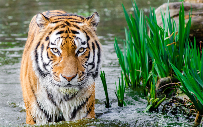 tiger, river, hunting, predator, wildlife, tigers