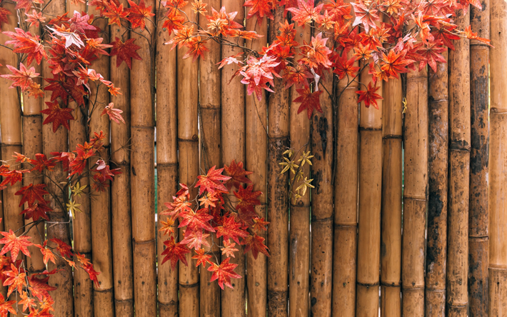 bambu, sonbahar kırmızı yapraklar, Japonya, sonbahar