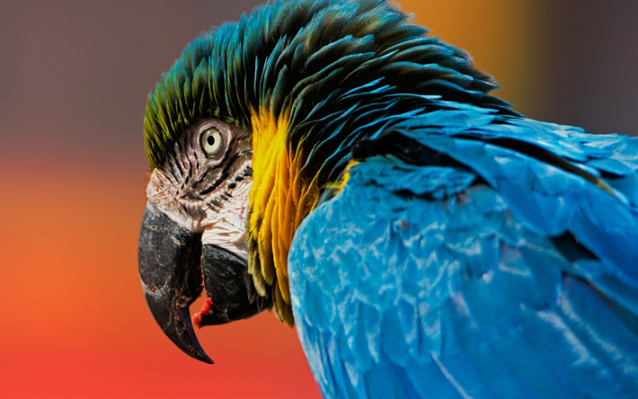 Ara, close-up, papegojor, vilda djur, f&#228;rgglada papegojor, Nu