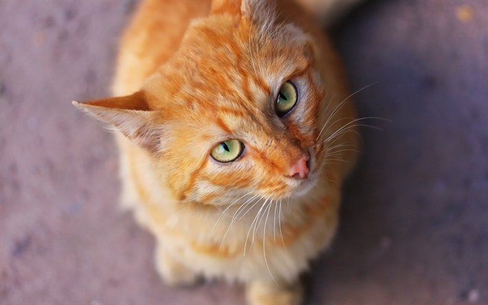 ginger cat, olhos verdes, animais fofos, gatos, animais de estima&#231;&#227;o, British cat