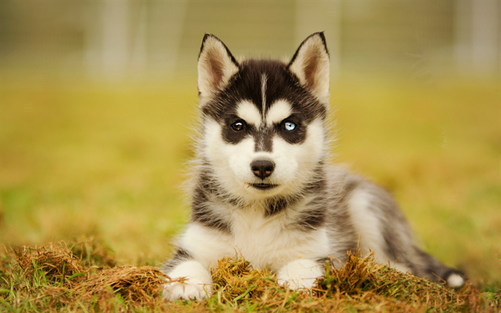 husky, little puppy, heterochromia, cute animals, dogs, pets, siberian husky, different colored eyes