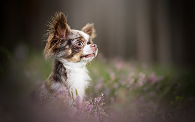 Chihuahua, forest, dogs, puppy, small chihuahua, bokeh, cute animals, pets, Chihuahua Dog