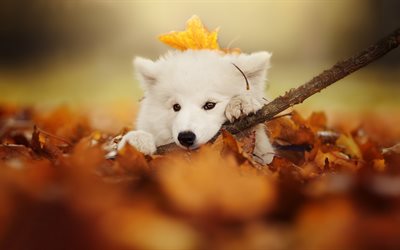 Samoyed, small white puppy, yellow autumn leaves, autumn, cute animals, dogs, pets