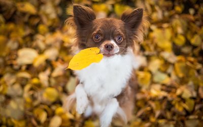 Chihuahua, autumn, dogs, puppy, brown chihuahua, bokeh, cute animals, pets, Chihuahua Dog
