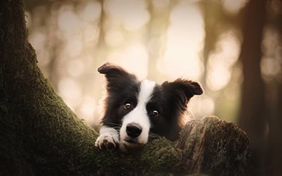 黒-白犬, ボーダー collie, 秋, 森林, かわいい動物たち, ふんわり犬
