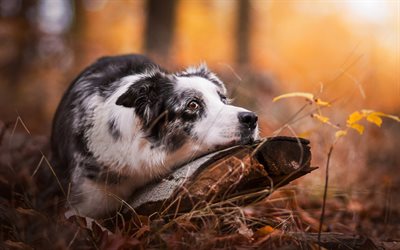 Australian Shepherd, autumn, bokeh, cute Aussie, forest, pets, dogs, Aussie, Australian Shepherd Dog, Aussie Dog