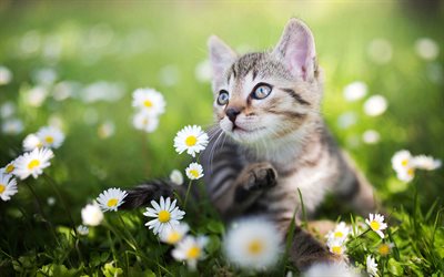 American Bobtail, kitten, close-up, pets, daisies, domestic cat, cute animals, cats, American Bobtail Cat